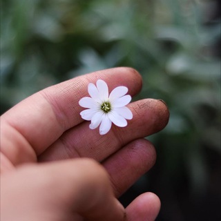 Дочь Земли Питомник растений