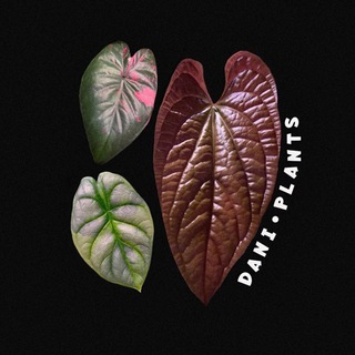 DANI•PLANTS