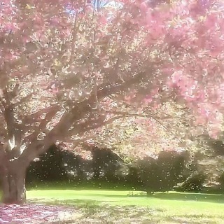 Ⳙⲏⲫⲟ Ⲇⲉⲙυⳡⲕυ