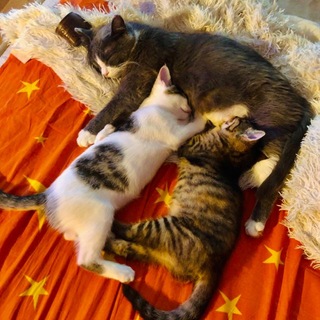 Приют для животных «Добрые лапки» Хабаровск