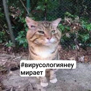 Добрый Носок #вирусологиянеумирает