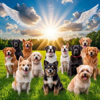 🐕🐾 Я - собачник! 🐾🐕