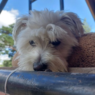 Умчᴇᴋ✌️🫂🐶