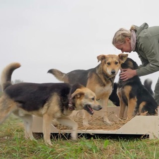 Дружный дом с хвостом