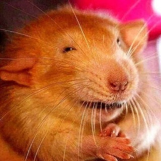 DDM/ддм DLs кринжинер