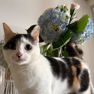 Ветеринарные истории