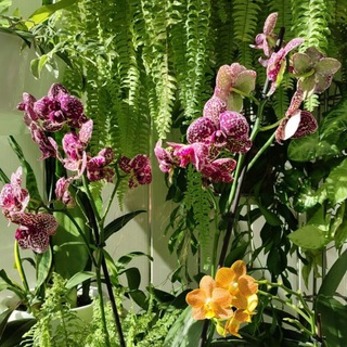 Хобби длиною в жизнь... 🌿🌿🌿