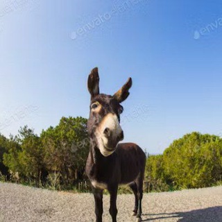 Настройки и донат FF