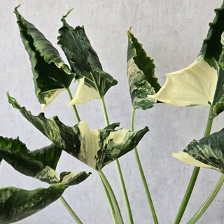 Любимые Алоказии💚