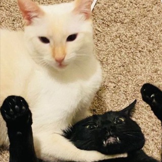 футажи с котами/фоны для щп