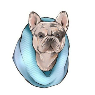 Французские Бульдоги от питомника Фрэнчи Хаус