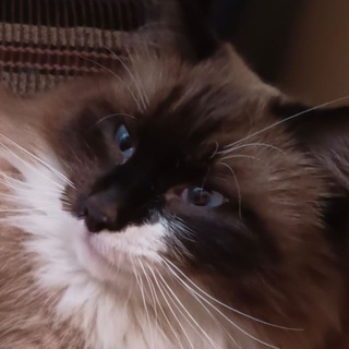 Пушистое Чудо