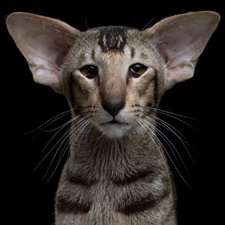 Милые питомцы😍