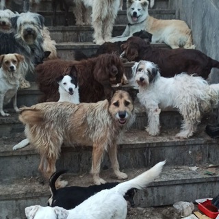 приют Фунтик / FUNTIK shelter