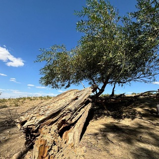 Психиатрия. Канал доктора Гилёва о психиатрии.