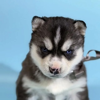 Халява от GLOBAL INVESTORS