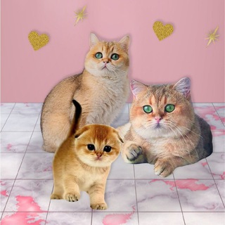 Золотая шиншилла