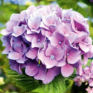 ⲄⲞⲢⲦⲈⲎⳄИЯ ⲟⲧ 𐌀 ⲇⲟ Я