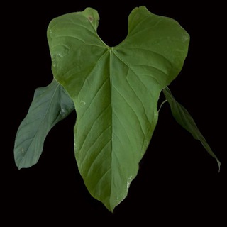 Green Plantation : джунгли дома 🪴