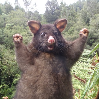 Зеленые сокровища🪴 GreenTreasures