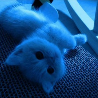 Логово крутого овена 😎🤙