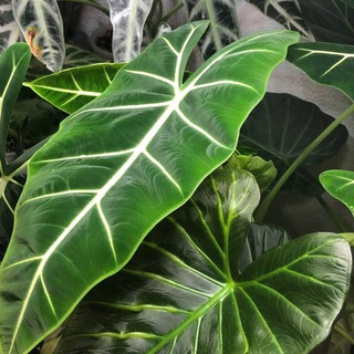 Расти, зеленый