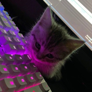 HUSH || заработок на отзывах