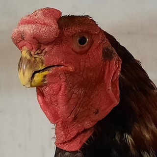 Питомник Хамидова Александра☝️Шамо. Азиль