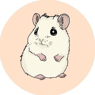 𝐡𝐚𝐦𝐬𝐭𝐞𝐫 𝐀𝐯𝐫𝐨𝐫𝐚🐚