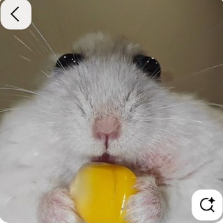 Hamster Kombat | Гайд👤