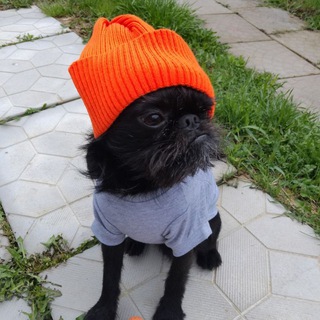 Хамуся и КО🧡