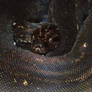 Питомник удавов Гарри Хейнле | змеи | BCI | Boa Imperator