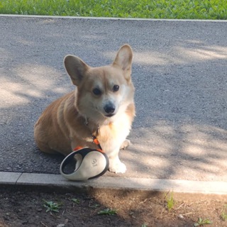 Логово Бульбы