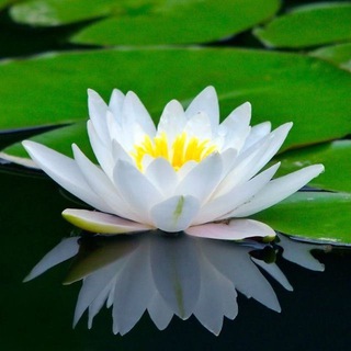 Востокомания