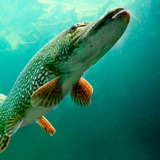 Hobbit’s - Fishing (Рыбалка)