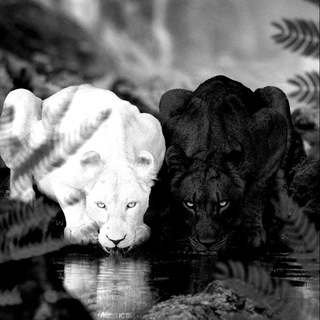 𝐈𝐓𝐀𝐋𝐈𝐀𝐍$𝐊𝐈𝐄