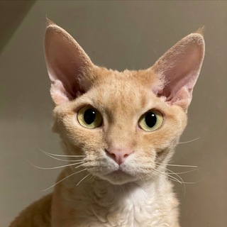 🐈🐾 Я кот. У меня лапки!