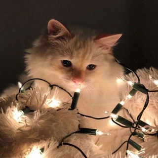 🍁 ~ Идᥱᥙ д᧘я ᧐ɸ᧐ρⲙ᧘ᥱнᥙя ~ 🍁