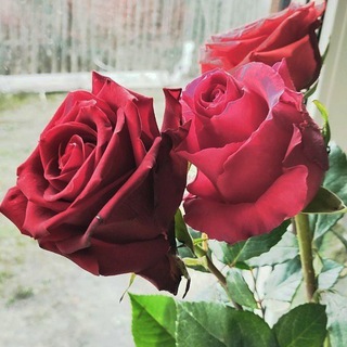 дневники Алисы🦢🕯️