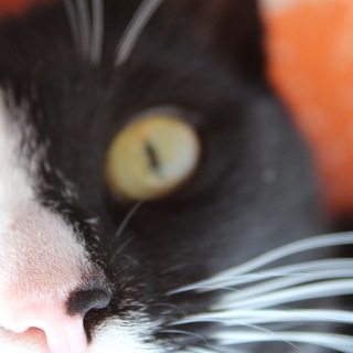 In_the_window🐈‍⬛🐕‍🦺