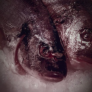 ƃожији гаидаморе