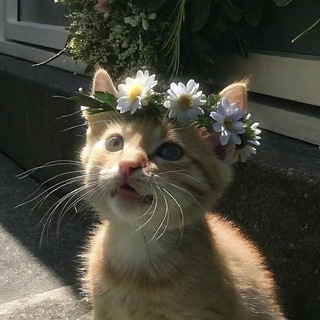 Tinctura Кваkalis🌹🌺🌿