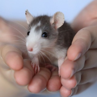 Уголок грызунов