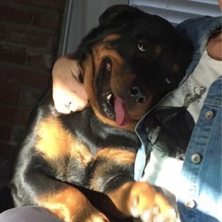 пастух безногих коров