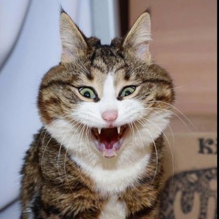 Котики|Собакены|Звериная мафия|Юмор и шутки