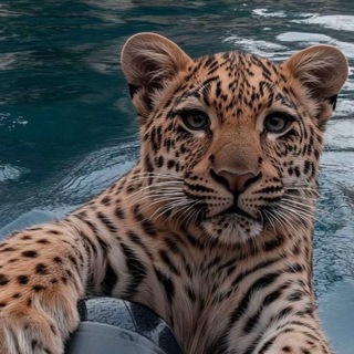 𝙆𝙎 𝙋𝙊𝙇𝙄𝙎𝙃𝙄𝙉𝙂 4️⃣8️⃣