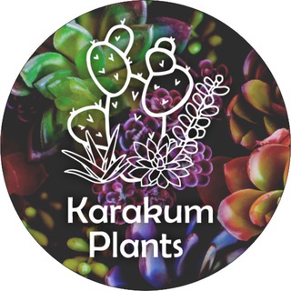 Karakum_plants