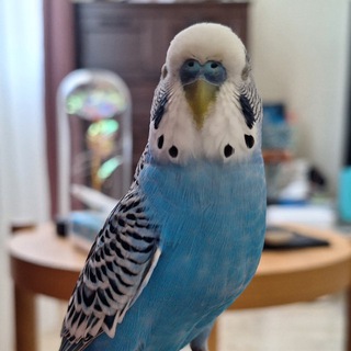 Иннокентий ТВ