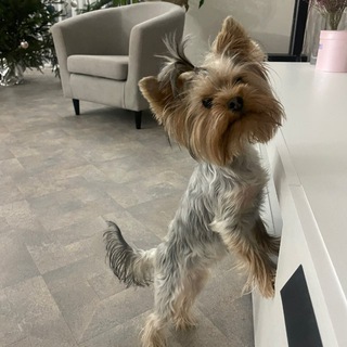 Лохматая dog🐾