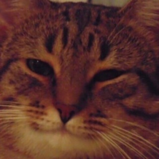 🎬КиноШот - бот